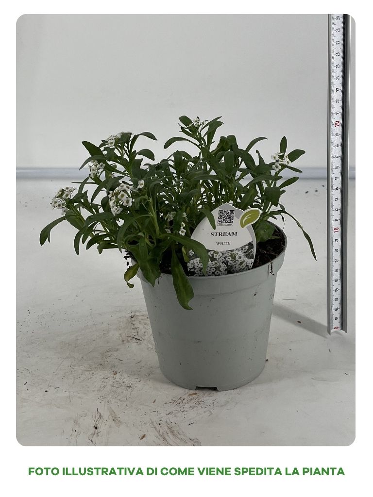 LOBULARIA VASO 14CM