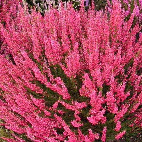ERICA CALLUNA GARDEN GIRLS LOKI IN VASO 13CM