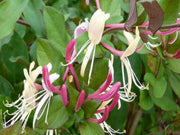 LONICERA CAPRIFOGLIO JAPONICA CHINENSIS VASO 18CM