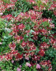 LONICERA CAPRIFOGLIO PERICLYMENUM BELGICA VASO 17CM