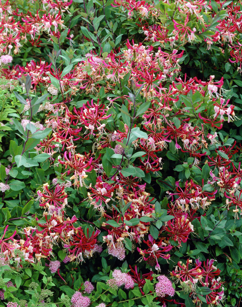 LONICERA CAPRIFOGLIO PERICLYMENUM BELGICA VASO 17CM