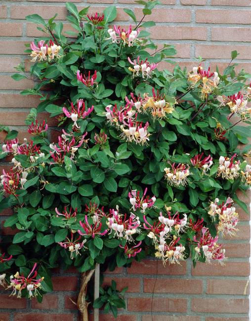 LONICERA CAPRIFOGLIO PERICLYMENUM BELGICA VASO 17CM