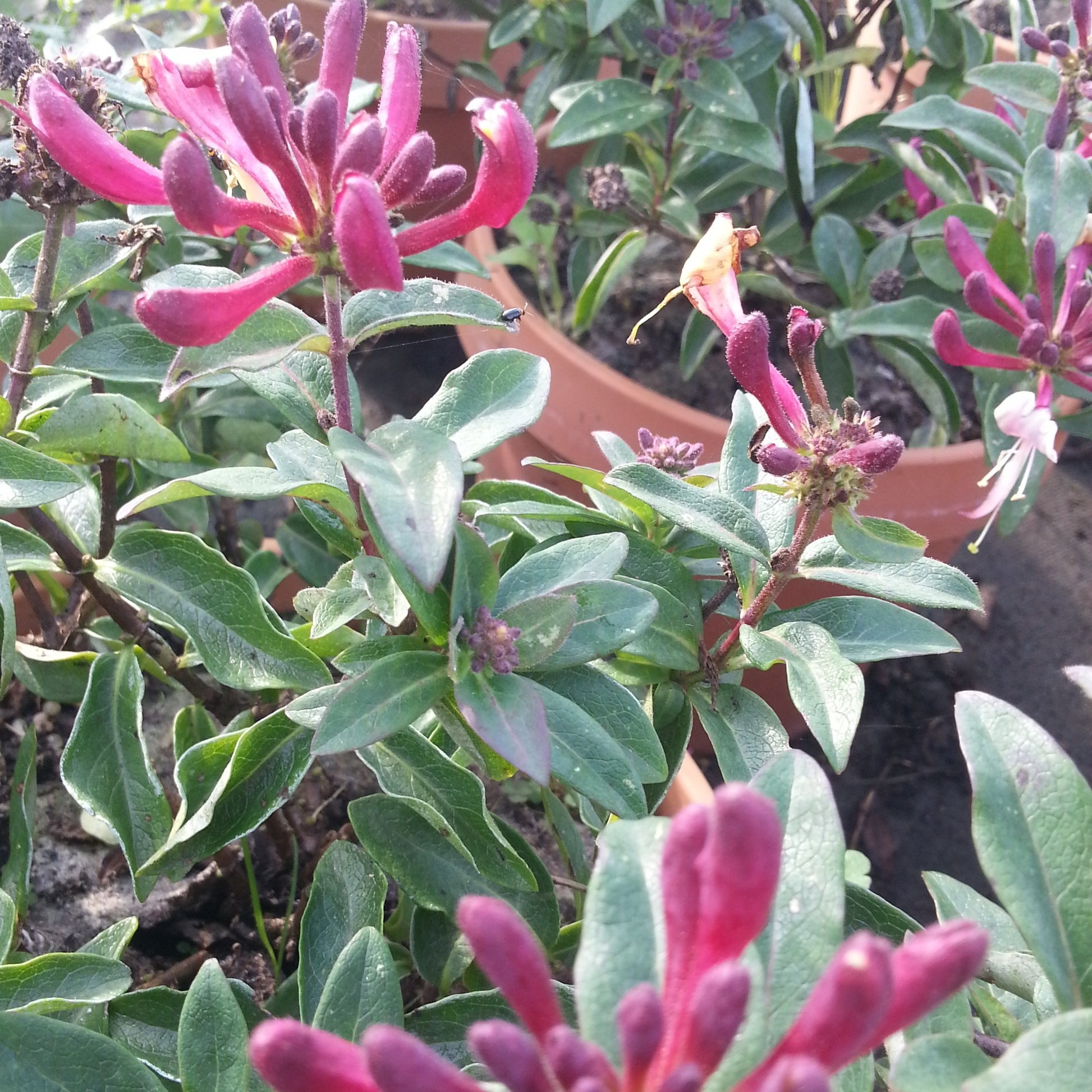 LONICERA CAPRIFOGLIO CHIC & CHOC VASO 13CM