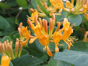 LONICERA CAPRIFOGLIO TELLMANNIANA VASO 17CM