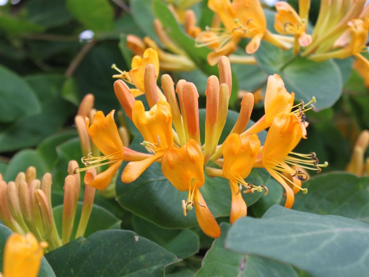 LONICERA CAPRIFOGLIO TELLMANNIANA VASO 17CM