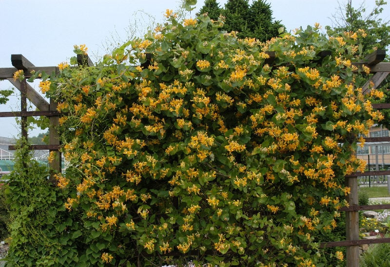 LONICERA CAPRIFOGLIO TELLMANNIANA VASO 17CM