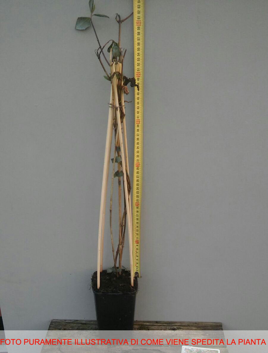 LONICERA CAPRIFOGLIO PERICLYMENUM SEROTINA VASO 17CM