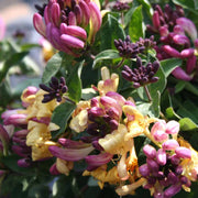 LONICERA CAPRIFOGLIO CHIC & CHOC VASO 13CM
