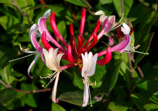 LONICERA CAPRIFOGLIO RED WORLD VASO 17CM