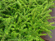 LONICERA MAIGRUN' VASO 14CM