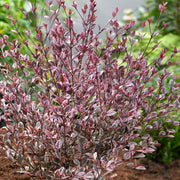 LOPHOMYRTUS RALPHII MAGIC DRAGON IN VASO 19CM