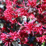 LOROPETALUM DARK VASO 19CM