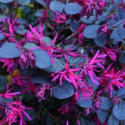 LOROPETALUM CHINE BLAK ORARI IN VASO DA 19CM