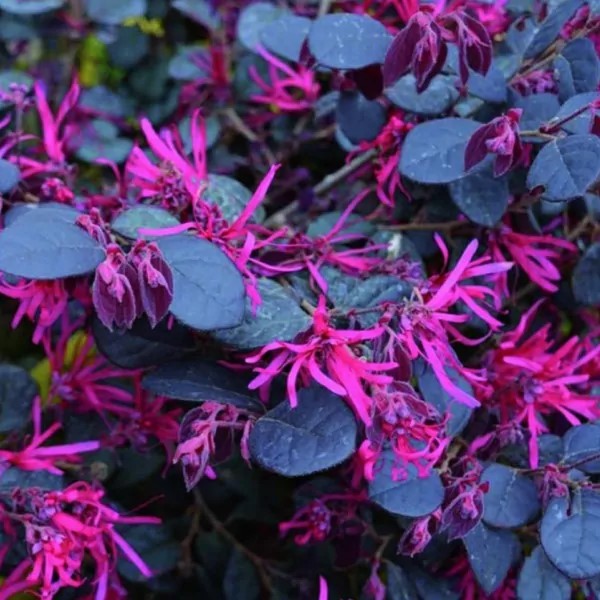 LOROPETALUM CHINE BLAK ORARI IN VASO DA 19CM