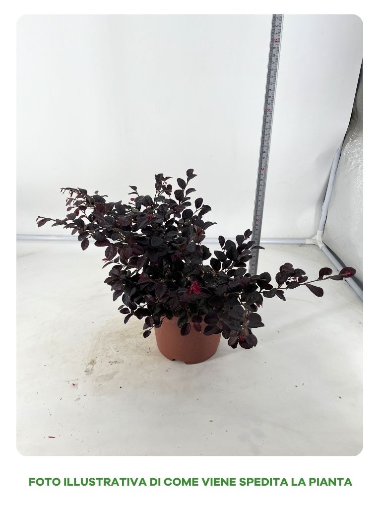 LOROPETALUM CHINE BLAK ORARI IN VASO DA 19CM