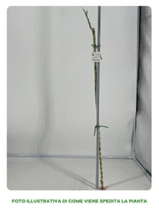 LUCKY BAMBOO TRONCO 100CM (BAMBÙ DELLA FORTUNA)