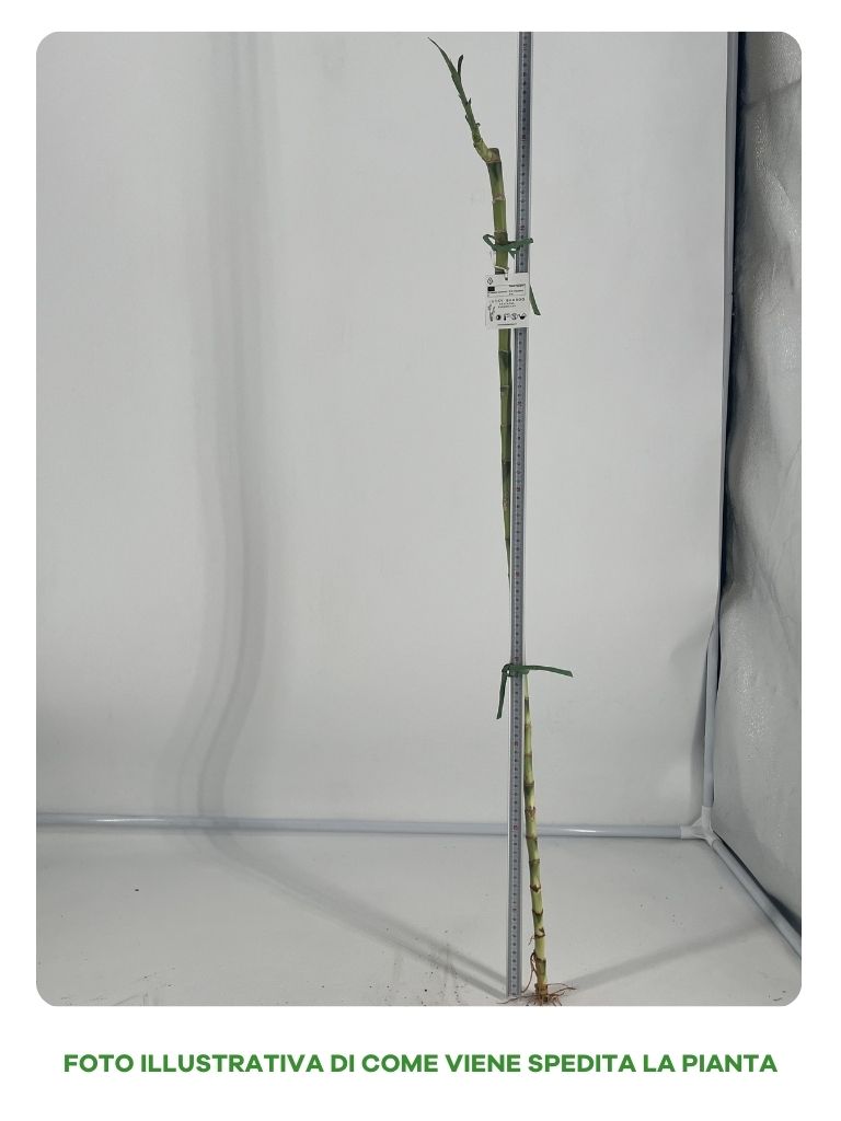 LUCKY BAMBOO TRONCO 100CM (BAMBÙ DELLA FORTUNA)