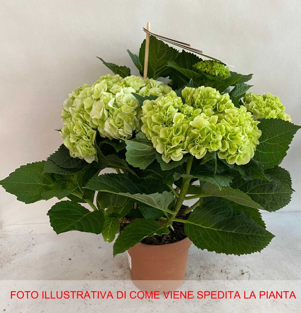 ORTENSIA HYDRANGEA MACROPHYLLA CRYSTAL PALACE VASO 14CM