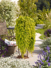 LYSIMACHIA GOLDILOCKS VASO 13CM