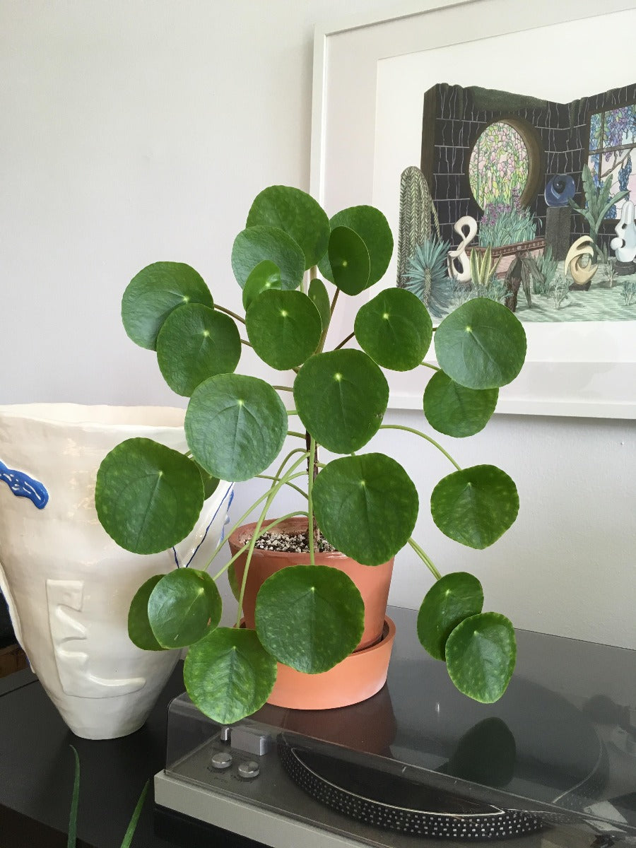 PILEA PEPEROMIOIDES PIANTA DELLE MONETE VASO 15CM