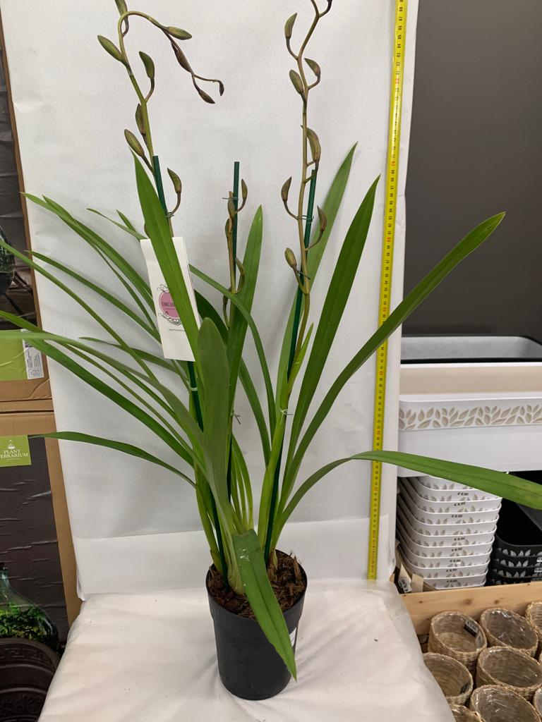 ORCHIDEA CYMBIDIUM MAGIC CHOCOLATE 3 STELI VASO 14CM H90CM