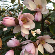 MAGNOLIA FAIRY ROSA BLUSH VASO 19CM