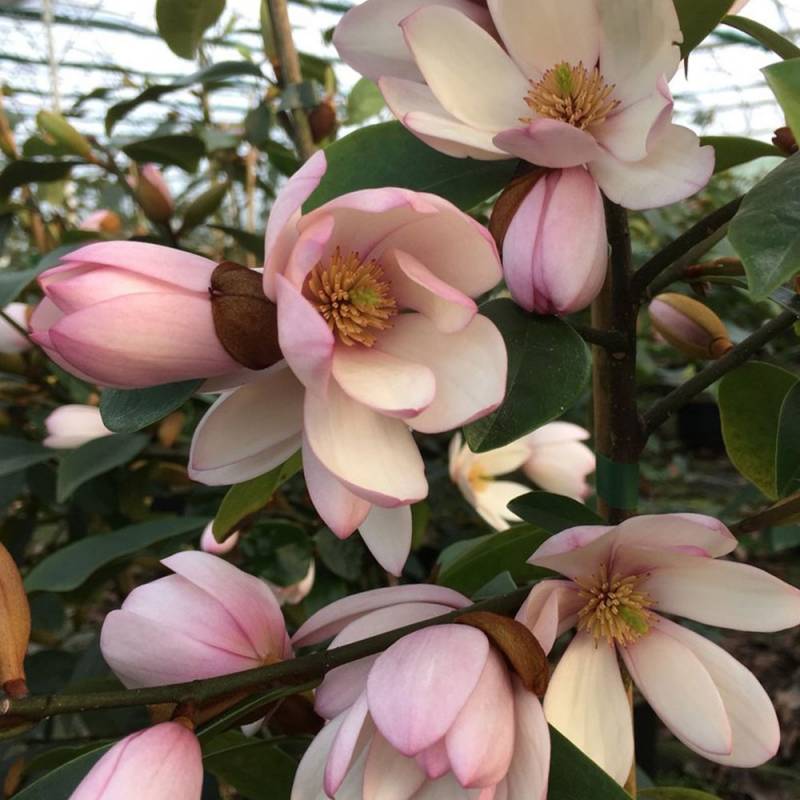 MAGNOLIA FAIRY ROSA BLUSH VASO 19CM