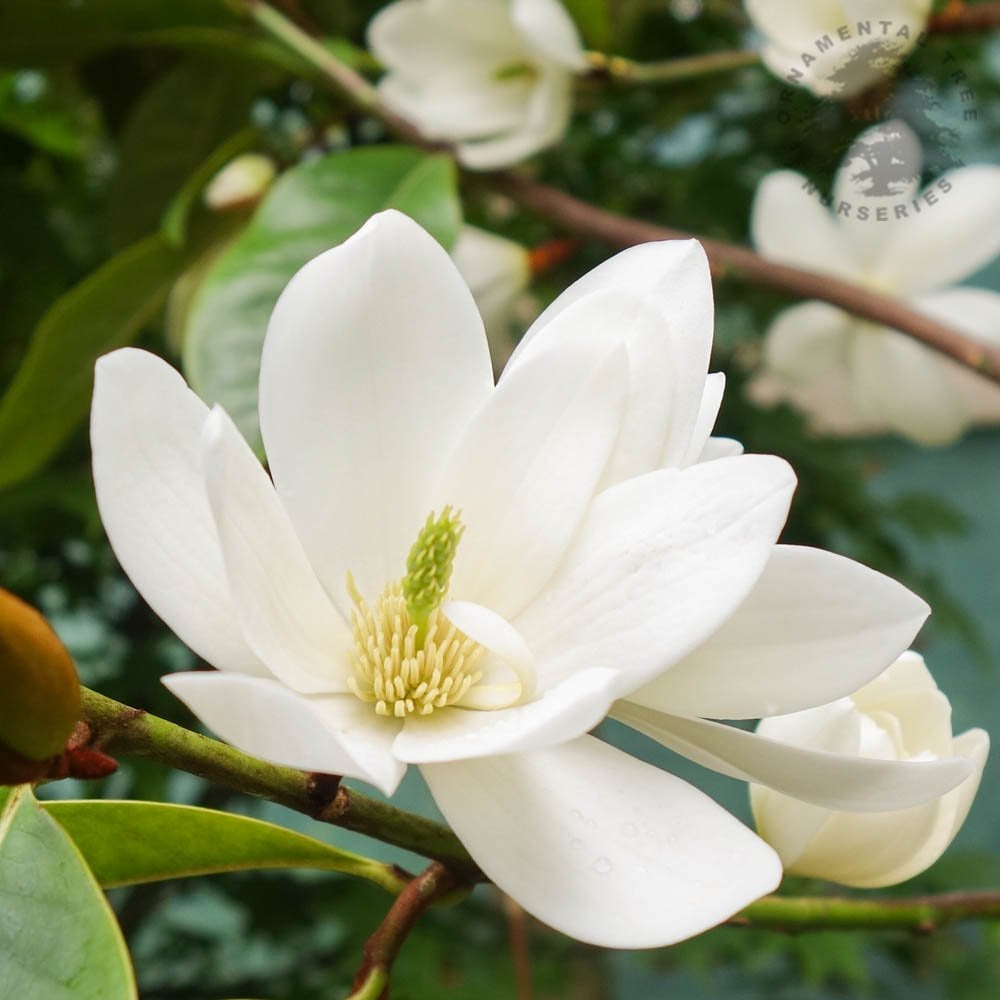 MAGNOLIA FAIRY CREMA VASO 19CM
