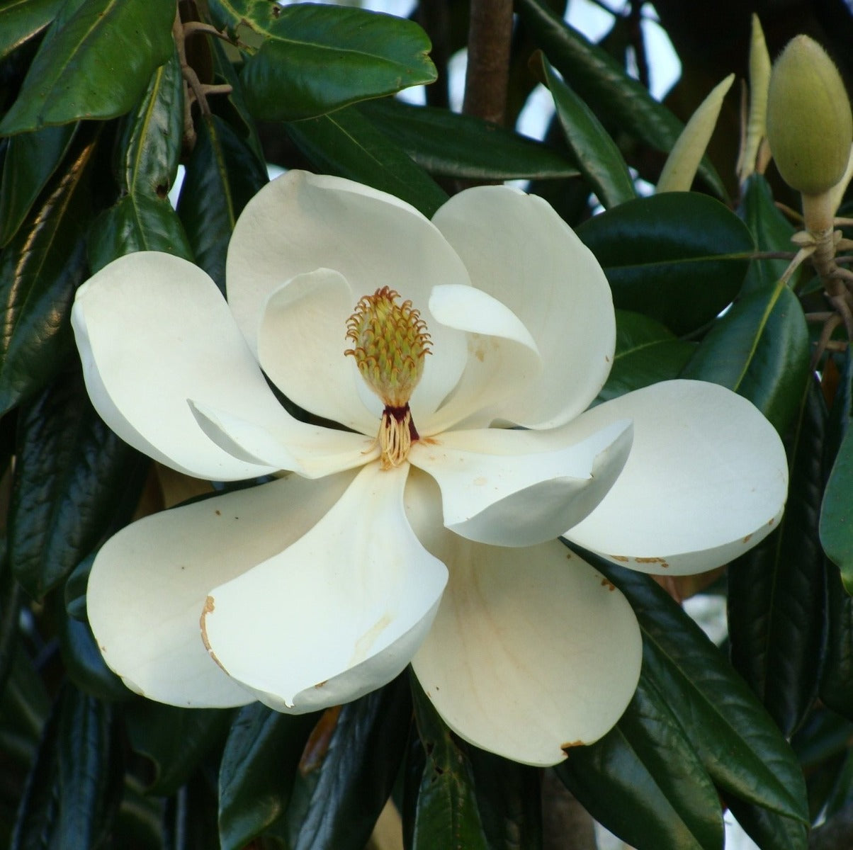 MAGNOLIA GRANDIFLORA LITTLE GEM VASO 18CM