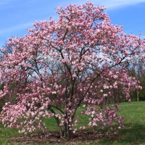 MAGNOLIA LEONARD MESSEL IN VASO 24CM
