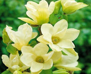 MAGNOLIA GRANDIFLORA YELLOW RIVER VASO 21CM