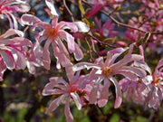 MAGNOLIA LEONARD MESSEL IN VASO 24CM