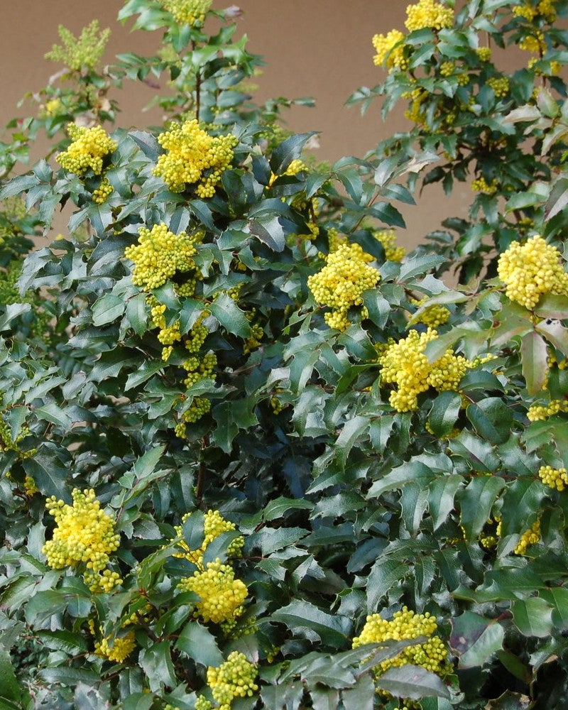 MAHONIA AQUIFOLIUM VASO 19CM