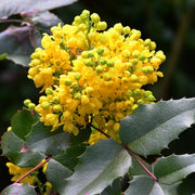 MAHONIA AQUIFOLIUM VASO 19CM