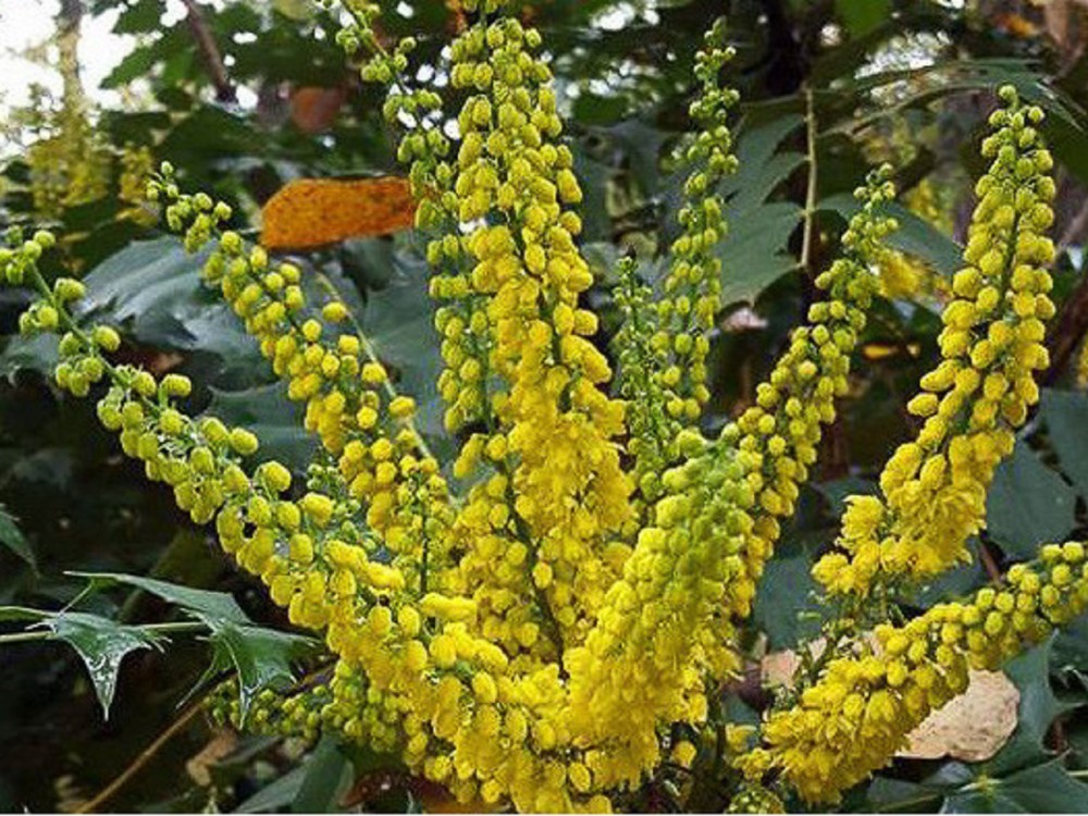 MAHONIA CHARITY VASO 18CM