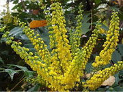 MAHONIA CHARITY VASO 18CM