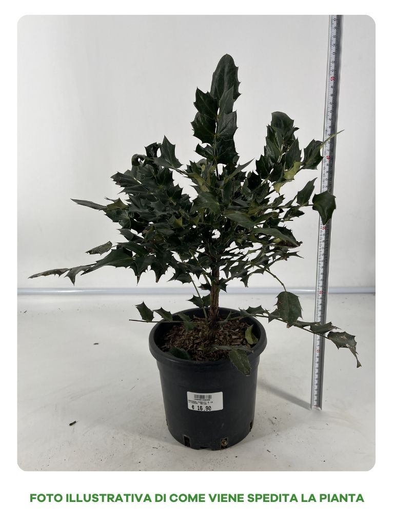 MAHONIA CHARITY VASO 18CM