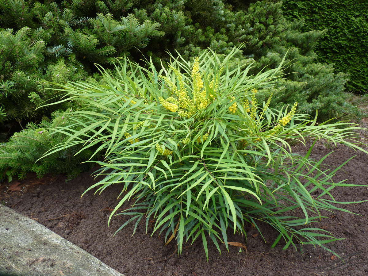 MAHONIA CABARET VASO 18CM
