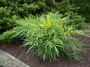 MAHONIA JAPONICA SOFT CARESS VASO 17CM