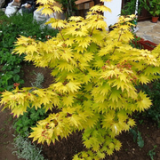 ACERO PALMATUM SUMMER GOLD IN VASO 19CM