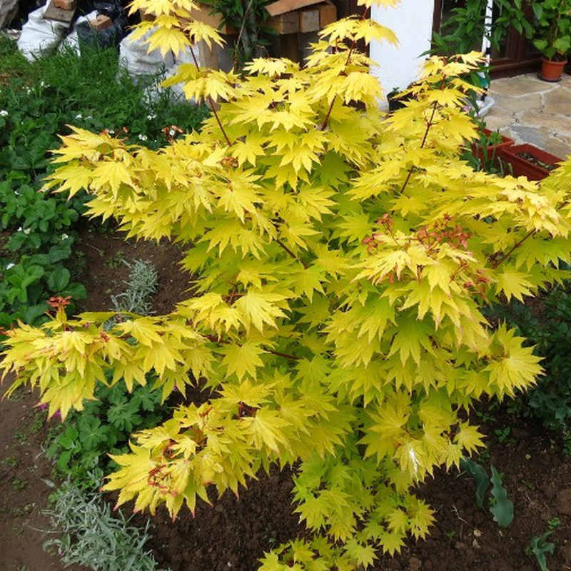 ACERO PALMATUM SUMMER GOLD IN VASO 19CM