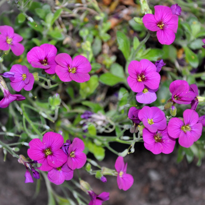 ARABIS FUCSIA IN VASO 14CM