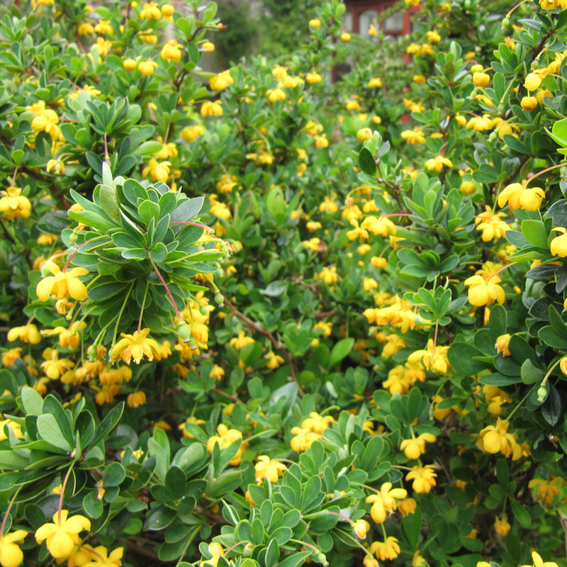 BERBERIS BUXIFOLIA NANA VASO 14CM