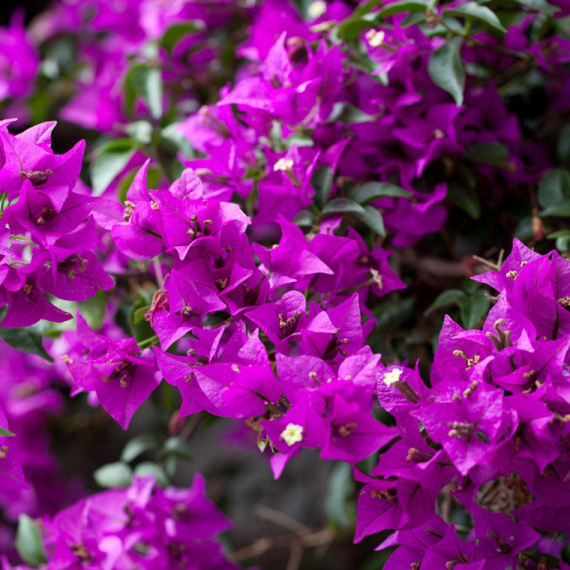 BOUGAINVILLEA VASO 18CM