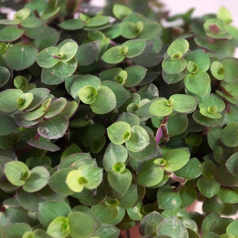 CALLISIA REPENS TURTLE VASO 14CM