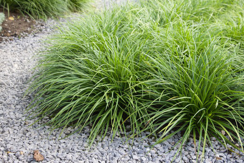 CAREX IN VASO 17CM