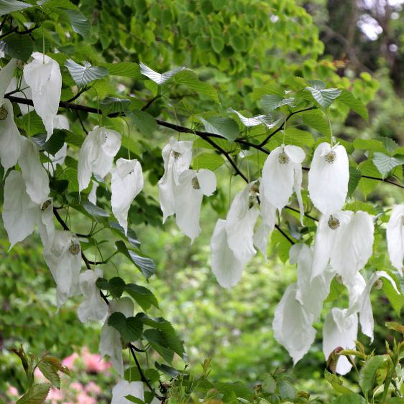 DAVIDIA INVOLUCRATA ALBERO DEI FAZZOLETTI VASO 19CM