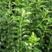 EUONYMUS JAPONICUS MICROPHYLLUS VASO 13CM