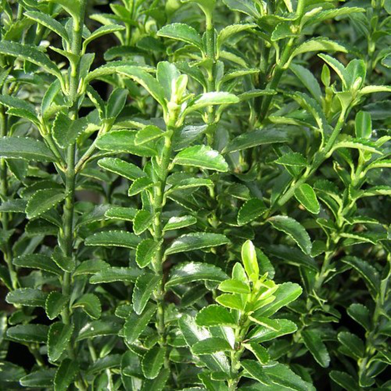 EUONYMUS JAPONICUS MICROPHYLLUS VASO 13CM