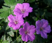 GERANIUM BLUSHIN TURTLE VASO 18CM